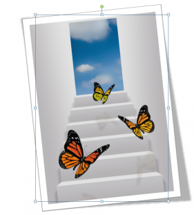 butterfly capture.PNG